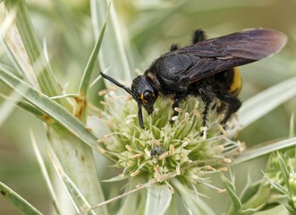 Close up of Scolia galbula wasp on leaf