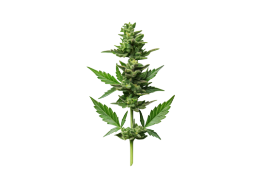 Cannabis bud green leaves on black Marijuana plant close up Hemp flower details medical weed thc