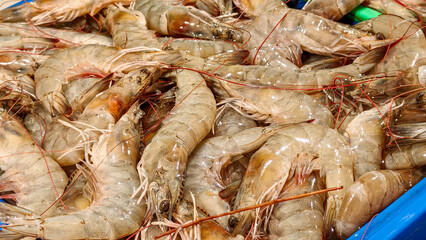 A bunch of shrimp are shown in a close up