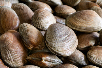 北海道産活あさり