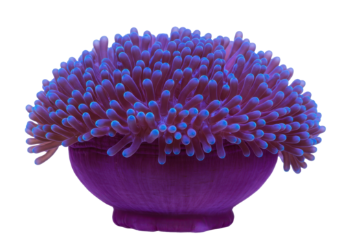 Isolated Aquarium Anemone displaying blue tips, sea life, coral reef, marine invertebrate