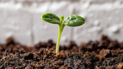 Vibrant green seedling emerges from rich soil symbolizing new beginnings and growth in a bright clean environment