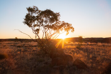 Tree in the desert at sunset