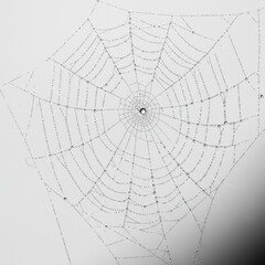 Obraz premium Spiderweb with dewdrops on white background, symmetrical, delicate, nature's art