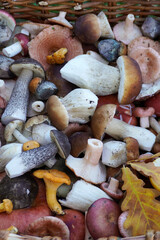 Wild mushrooms assortment freshly harvested in basket