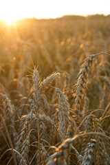 Fototapeta premium Wheat field glowing during golden hour sunset