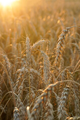 Wheat field glowing during golden hour sunset