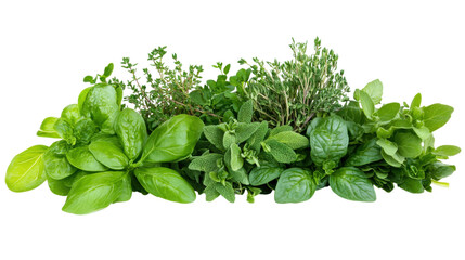 Obraz premium Assortment of Fresh Green Herbs isolated on a transparent background