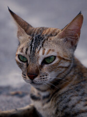 Tabby Cat Portrait with Green Eyes – Close-Up Pet Animal Face, Whiskers, and Stripes