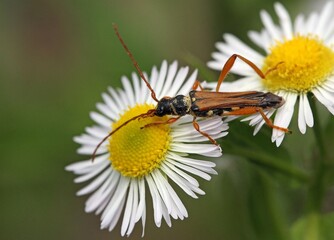 beetle, specifically identified as a Stenopterus rufus or a similar species like Oedemera simplex, resting on a daisy. 
