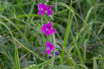 purple pea flowers