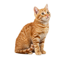 Isolated Ginger Kitten Sitting Posing Sweetly Looking Upward with Orange Tabby Markings