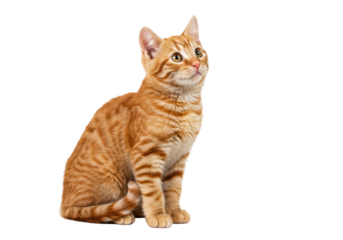 Isolated Ginger Kitten Sitting Posing Sweetly Looking Upward with Orange Tabby Markings
