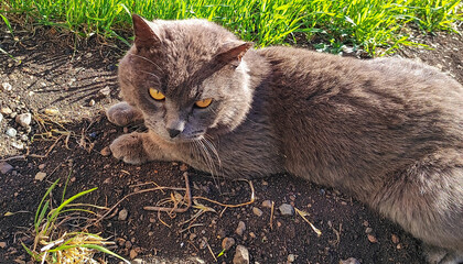  gray cat with yellow eyes lounging on soil and rocks near green grass in sunny outdoor garden setting ideal for pet care industry, wildlife photography, gardening promotions, and nature lifestyle mar