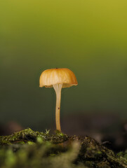Pilz im Wald, Eifel