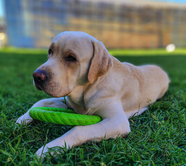 yellow labrador retriever lying relaxed on lush green grass with green toy ring in outdoor garden setting ideal for pet care industry marketing