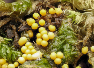 Fruchtstände eines Schleimpilzes Myxomyceten