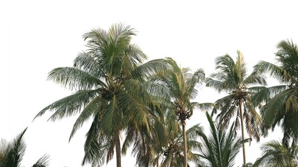 bark. Tropical coconut trees with distinct textures, isolated for a crisp botanical focus