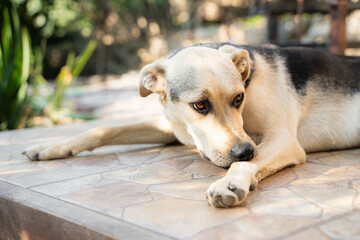 Sad stray dog lying on ground outdoors, mixed breed dog resting in yard during summer sunny day,...