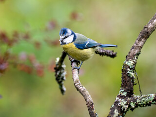 Blaumeise (Cyanistes caeruleu)