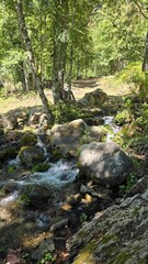 Beautiful river winding through a lush green forest, with clear water, rocks, and peaceful nature scenery in Parque Cerduo, Chile.