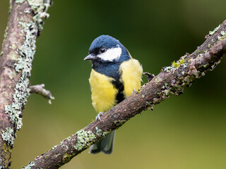 Kohlmeise (Parus major)