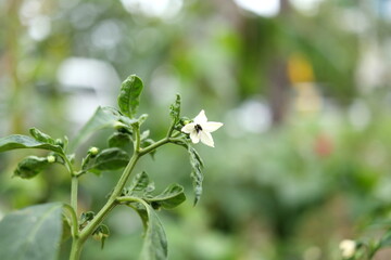 Bird pepper or Capsicum annuum flower blooming on top tree with green leaves and bud. Another name is Bird's eye chili, Tabasco pepper, Cayenne pepper or Chili pepper.