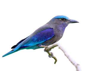 Indochinese or Burmese Roller, multiple colors bird with grey, blue and green feathers isolated on white background
