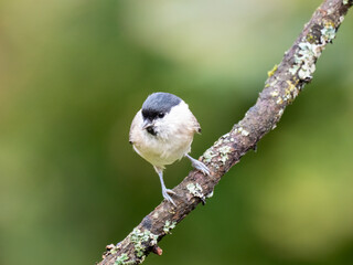 Sumpfmeise (Poecile palustris)