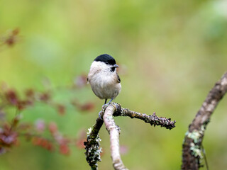 Sumpfmeise (Poecile palustris)