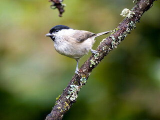 Sumpfmeise (Poecile palustris)