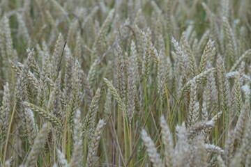 Fototapeta premium champs de blés campagne