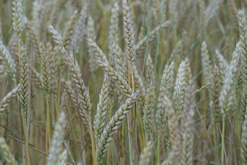 champs de blés campagne