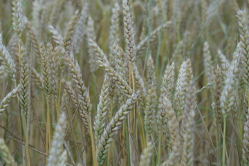 champs de blés campagne