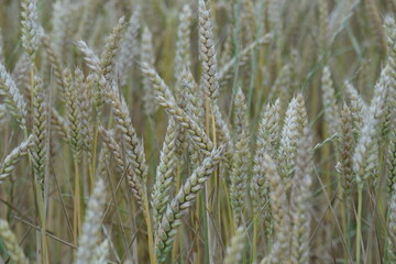 champs de blés campagne