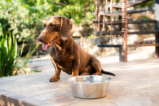 Dachshund dog with tongue out sitting outdoors near bowl of water during summer hot sunny day, dehydrated brown short legged breed resting in yard, domestic pet lifestyle, full length