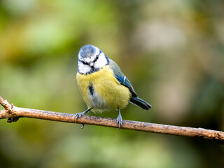 Blaumeise (Cyanistes caeruleu)