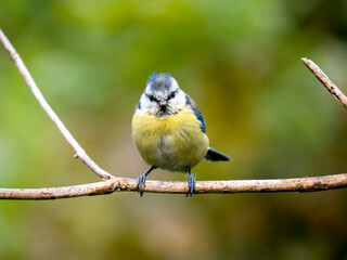 Blaumeise (Cyanistes caeruleu)
