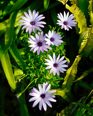 pink chrysanthemum flowers
