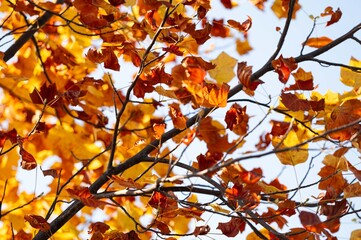 Autumn tree branches with golden and red leaves against blue sky