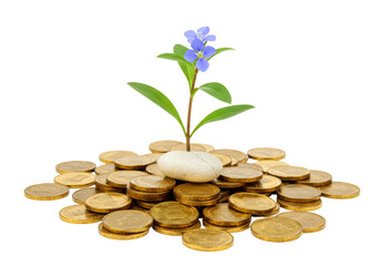 Isolated money investment concept showcasing a gold coin growth with flower rising above coins