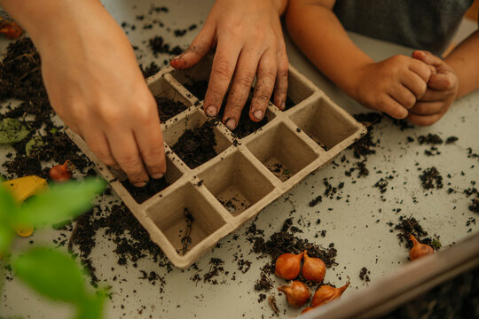 Hand of son with mother filling soil in seedling tray
