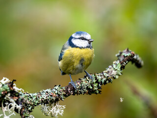 Blaumeise (Cyanistes caeruleu)