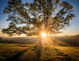 Sunlight Streaming Through a Lone Tree in a Serene Field at Sunrise