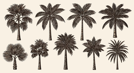 Exotic tropical palm trees in engraved style, a versatile vector illustration set for design