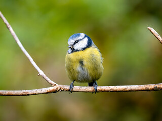 Blaumeise (Cyanistes caeruleu)