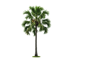 Isolated palm tree with coconuts, tropical plant for landscaping design and garden decoration