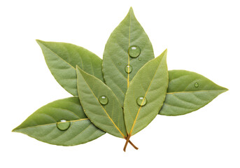Isolated bay leaves with water drops, a culinary herb used in cooking, flavoring food