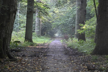 Sentier de promenade en forêt