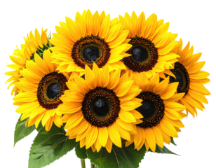 A vibrant cluster of sunflowers, with rich yellow petals and dark brown centers, set against a black background.  Green leaves are partially visible